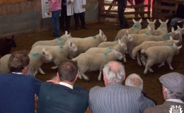Annual Lamb Sale-ga