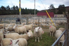 Annual Lamb Sale (2)-ga
