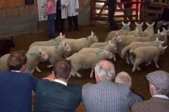 Annual Lamb Sale-ga