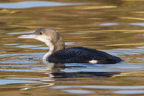 Lairg Bird